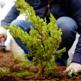 serviço de empresa de jardinagem orçamento Granja Viana