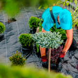 Serviço de Empresa de Jardinagem Terceirizada