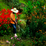 serviço de empresa jardinagem e paisagismo orçamento Verde limão